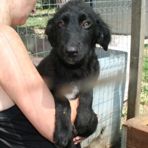 DIAMOND - reserviert Hundescheune Fläming - vermittelt