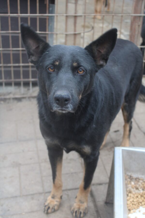 NERINA - vermisst 04/2023