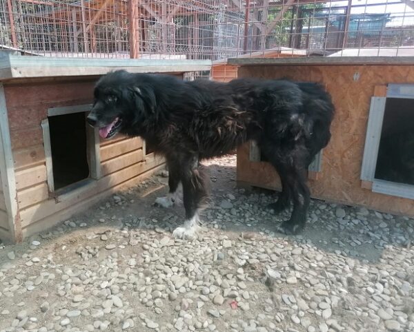 SANDOR - Notfall - reserviert Manuela - vermittelt – Bild 3