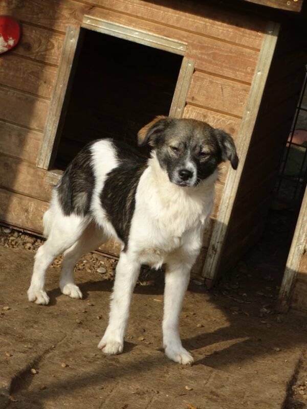 PERCY - reserviert TINO - vermittelt – Bild 2