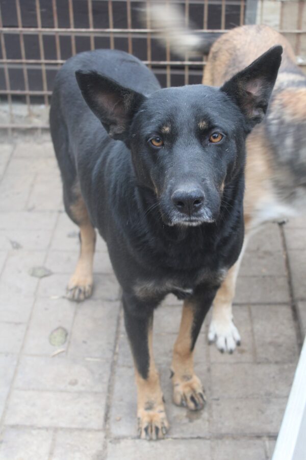 NERINA - vermisst 04/2023 – Bild 2