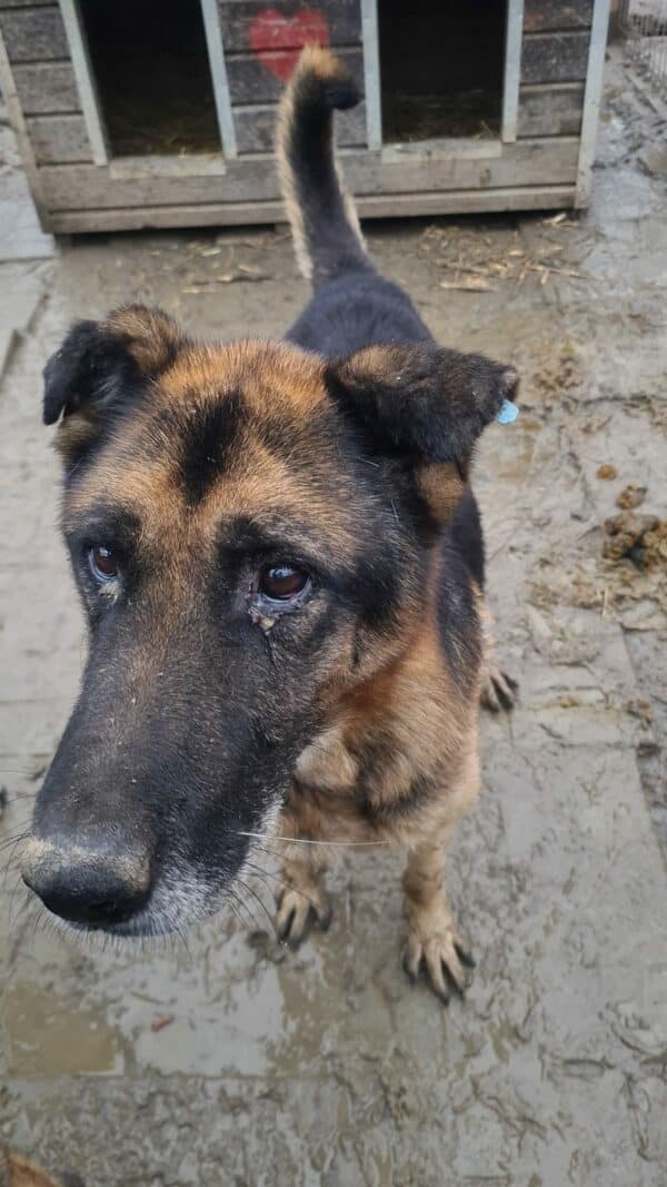 KROLOCK - Notfall - abgemagert reserviert Manuela (22/02) - vermisst 02/23 – Bild 2