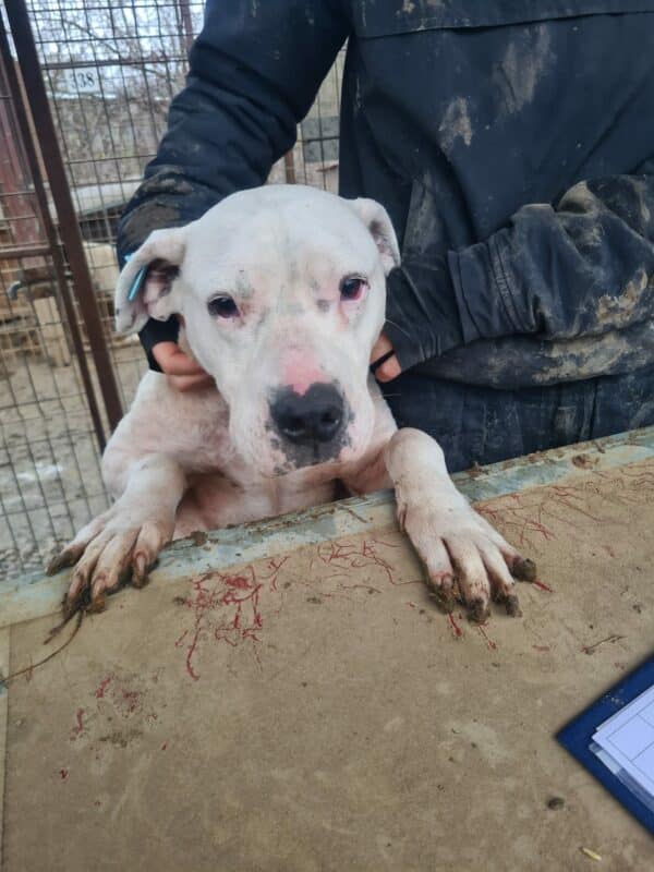 SUNNY - Dogo Argentino - reserviert TH Filderstadt - vermittelt – Bild 2