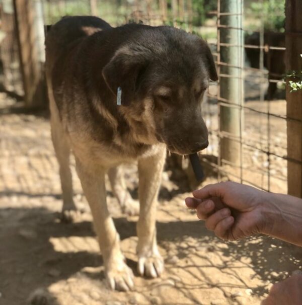 WILLI (♂) - seit 2021 im Shelter - Müder Senior - dringend Platz gesucht – Bild 8