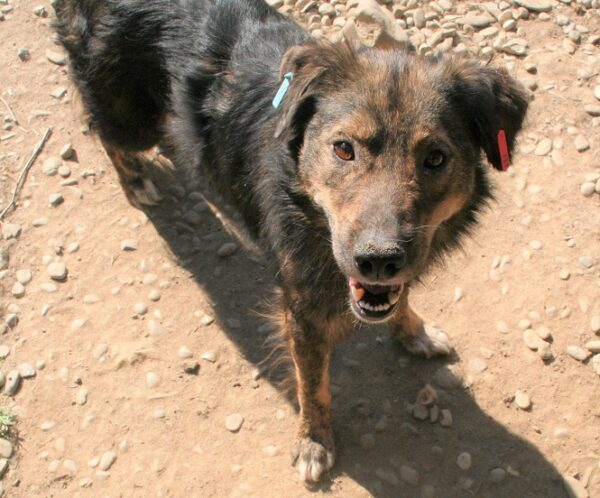 NANOOK - reserviert Tierhilfe Lebenswert DR - vermittelt – Bild 3