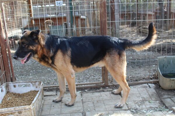 KROLOCK - Notfall - abgemagert reserviert Manuela (22/02) - vermisst 02/23 – Bild 6