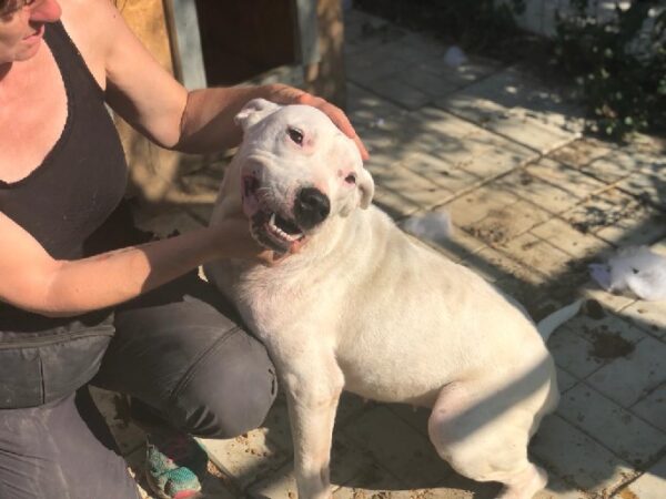 SUNNY - Dogo Argentino - reserviert TH Filderstadt - vermittelt – Bild 6