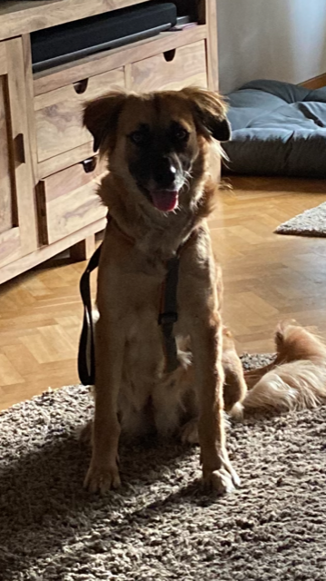 Annabella in 46499 Hamminkeln *vermittelt* – Bild 6