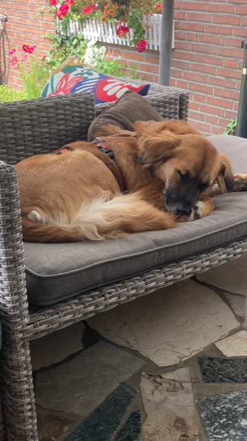 Annabella in 46499 Hamminkeln *vermittelt* – Bild 5