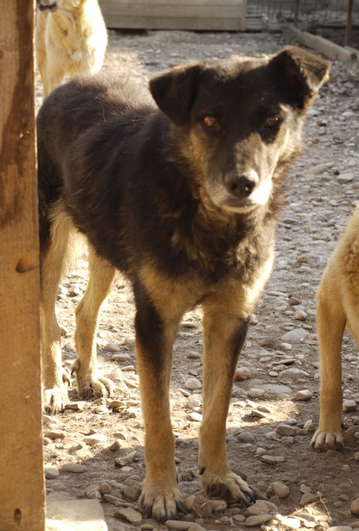 CEDRIC - vermisst 11/2021 – Bild 2