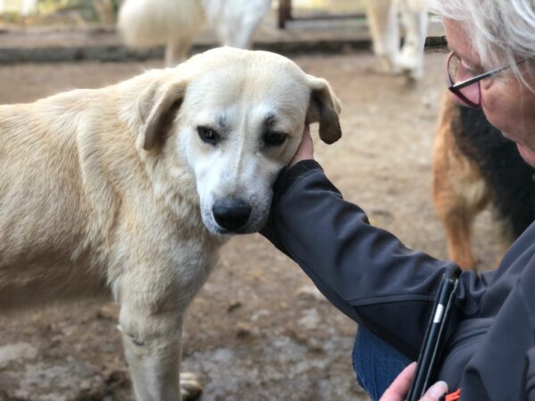 DEFNE - reserviert für Tierhilfe Lebenswert - vermittelt – Bild 4