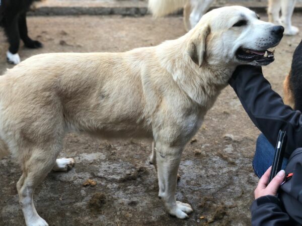 DEFNE - reserviert für Tierhilfe Lebenswert - vermittelt – Bild 6