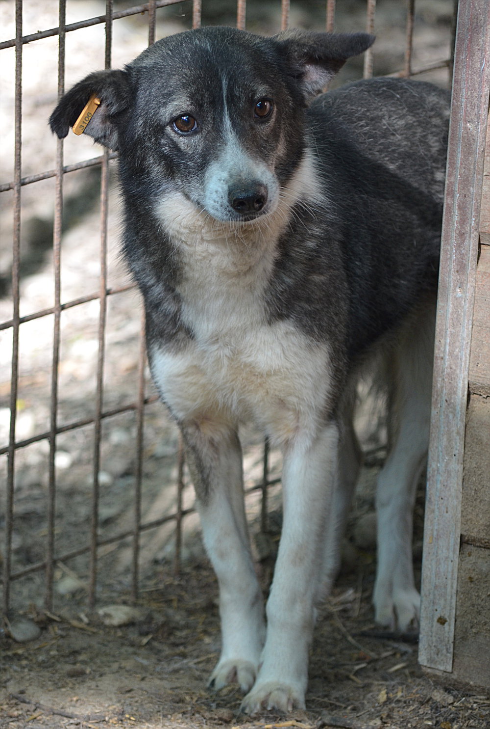 FREEDOM - vermittelt Betty – Bild 10