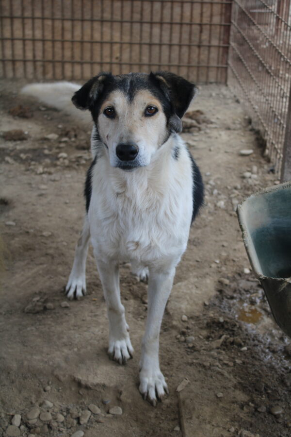 PONGO (♀) - vermisst 11/24 – Bild 2