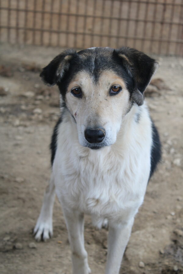 PONGO (♀) - vermisst 11/24 – Bild 3