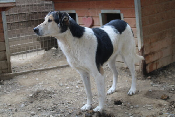 PONGO (♀) - vermisst 11/24 – Bild 4