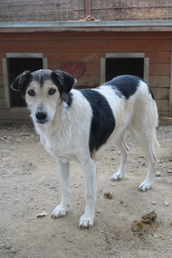 PONGO (♀) - vermisst 11/24 – Bild 5