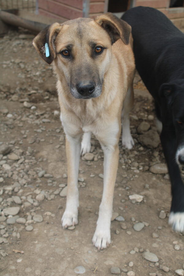HANIA (♀) - vermisst 11/24 – Bild 3