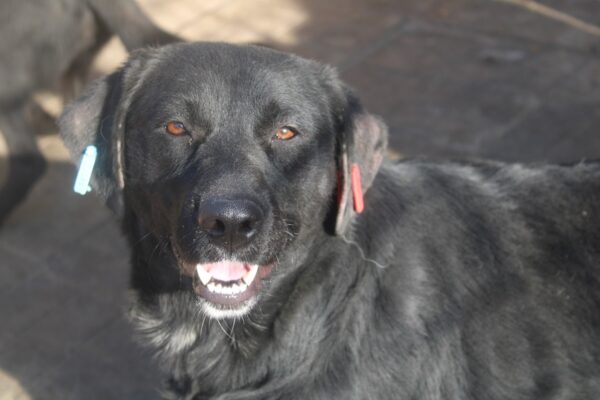PHILIPPA - ausgereist zu 4animals – Bild 7