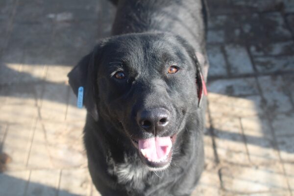PHILIPPA - ausgereist zu 4animals – Bild 13