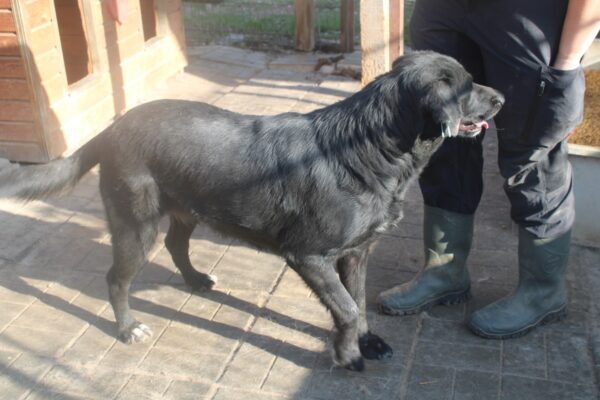 PHILIPPA - ausgereist zu 4animals – Bild 10