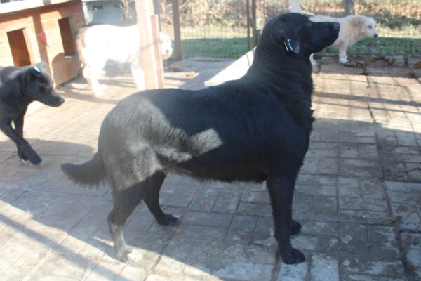 PHILIPPA - ausgereist zu 4animals – Bild 12