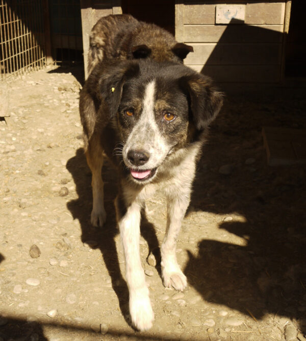 IMKE - reserviert Betty - vermittelt – Bild 6