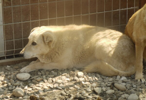 NEO (♂) – Bild 9