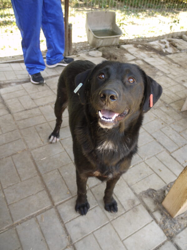 PHILIPPA - ausgereist zu 4animals – Bild 8