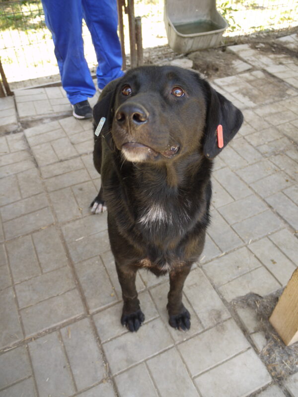 PHILIPPA - ausgereist zu 4animals – Bild 9