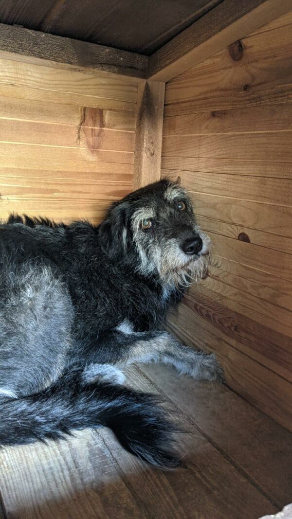NACHO lebt im Open Shelter Baile Herculane