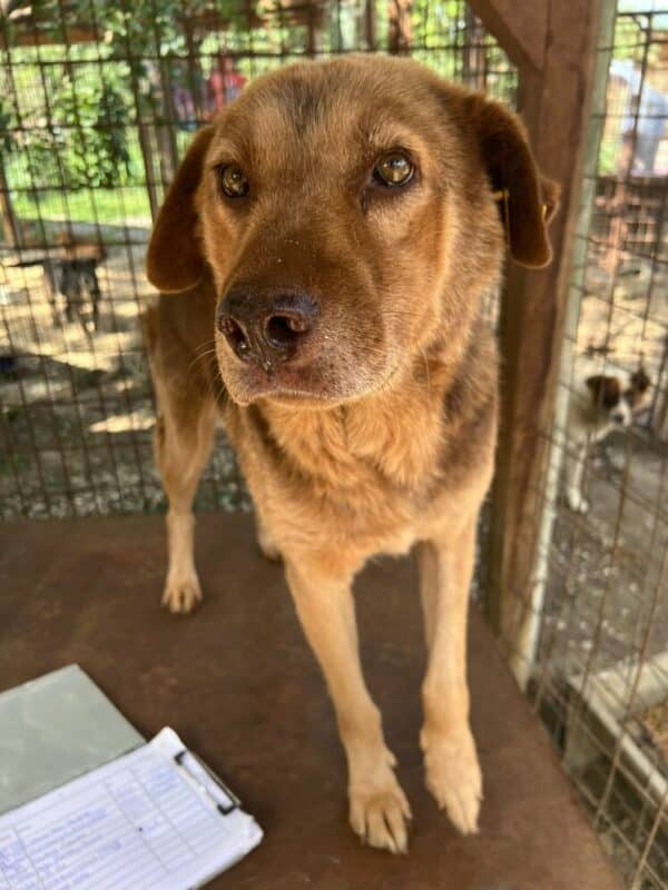 WILLI (♂) - seit 2021 im Shelter - Müder Senior - dringend Platz gesucht – Bild 4