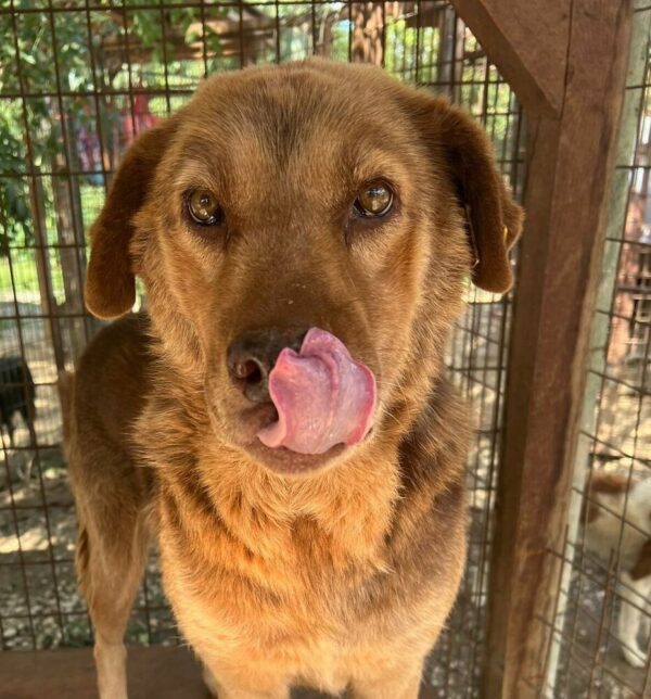WILLI (♂) - seit 2021 im Shelter - Müder Senior - dringend Platz gesucht – Bild 3
