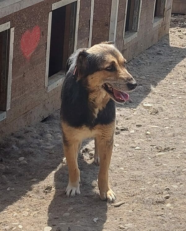 YLVA (♀) – Bild 6