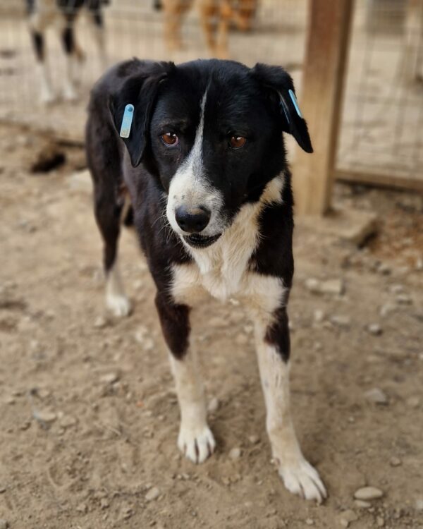 JUNA (♀) – Bild 3