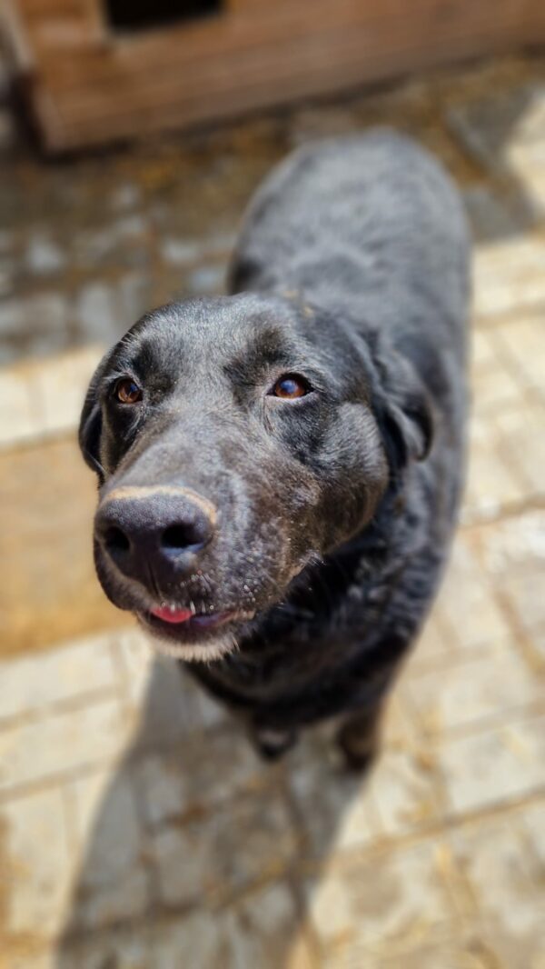 PHILIPPA - ausgereist zu 4animals – Bild 3