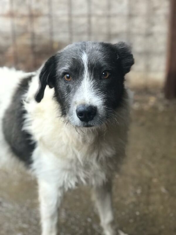 STRUPPY - reserviert Alexandra - vermittelt