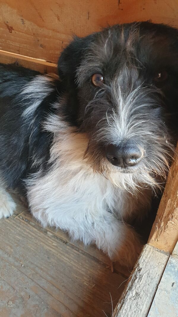 FLUFFY - reserviert TST Rösrath - vermittelt – Bild 3