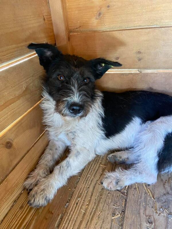 FLUFFY - reserviert TST Rösrath - vermittelt – Bild 4