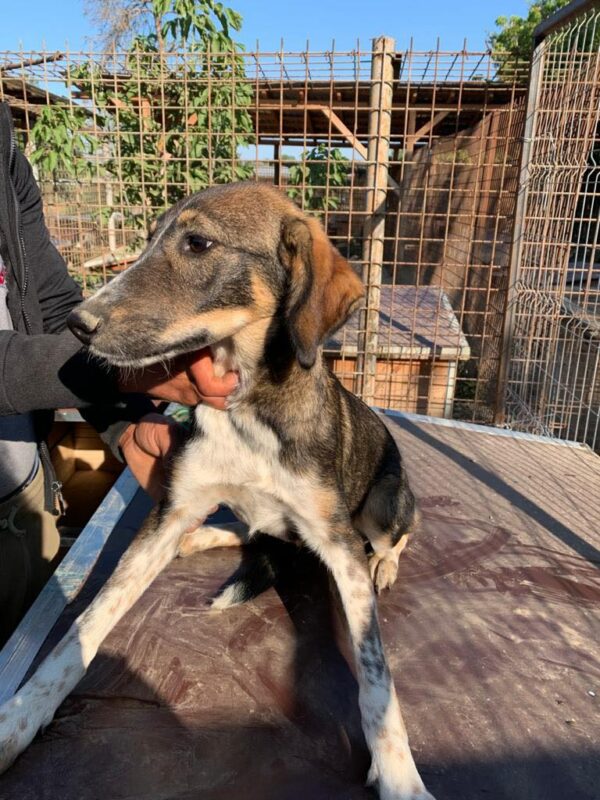 NANNA - reserviert Tierhilfe Lebenswert DR (05.02.) - vermittelt – Bild 4