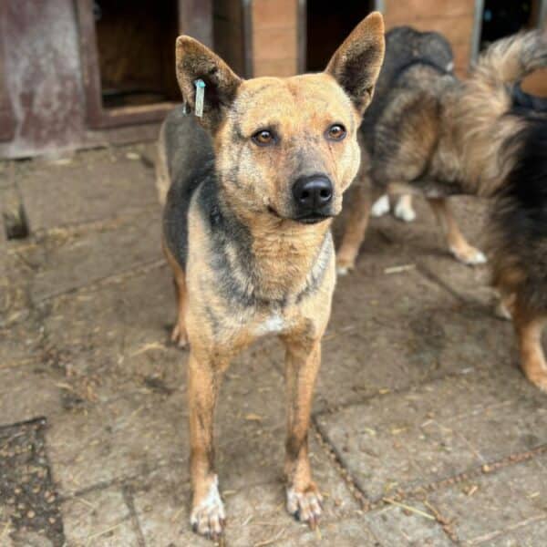 ALLEGRA (♀) – Bild 9