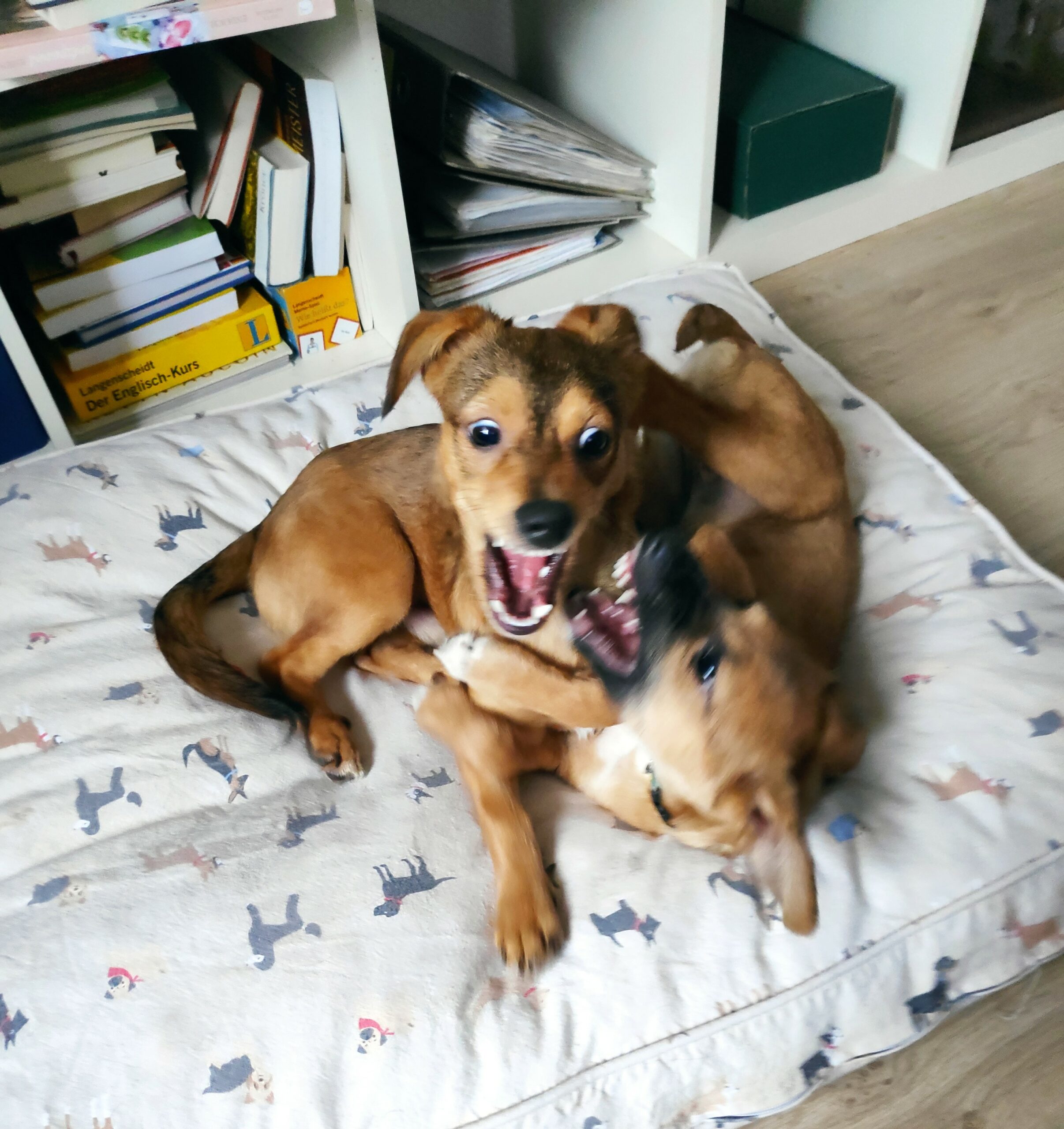 Pringles in 63773 Goldbach *vermittelt* – Bild 8