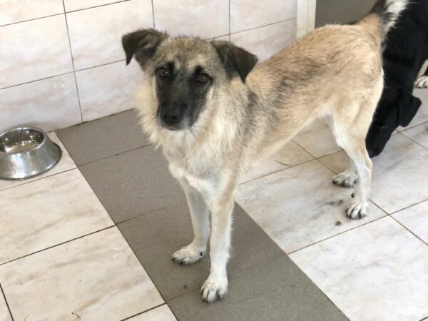JIJI - auf Pflegestelle in PLZ 1 - vermittelt – Bild 2