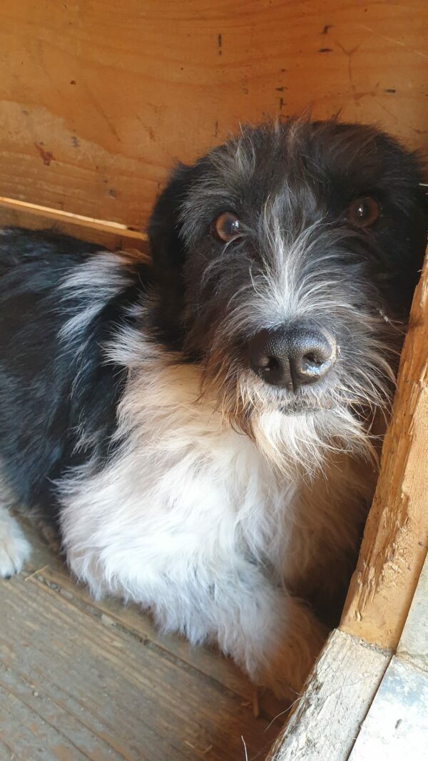FLUFFY - reserviert TST Rösrath - vermittelt