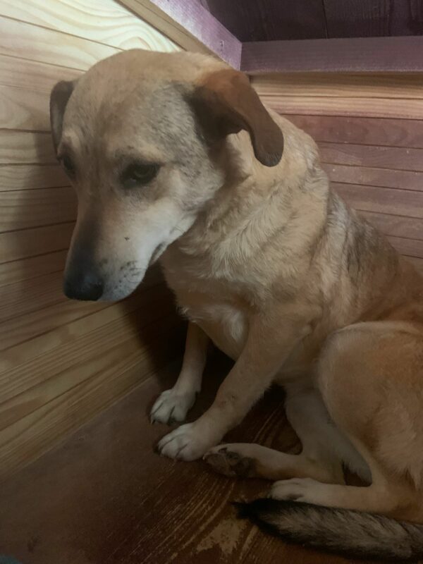 INKA (♀) - seit 2021 im Shelter – Bild 9