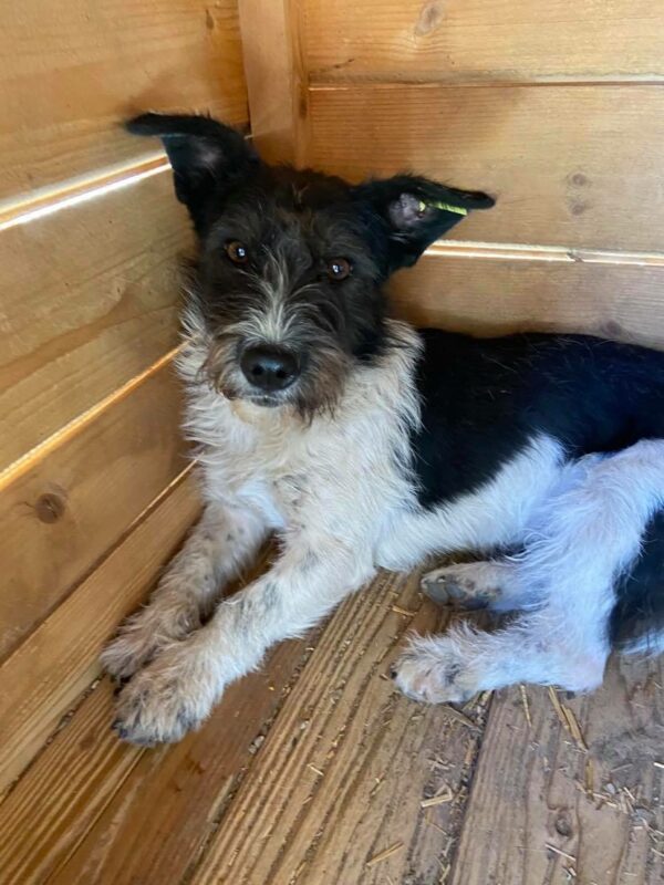 FLUFFY - reserviert TST Rösrath - vermittelt – Bild 2