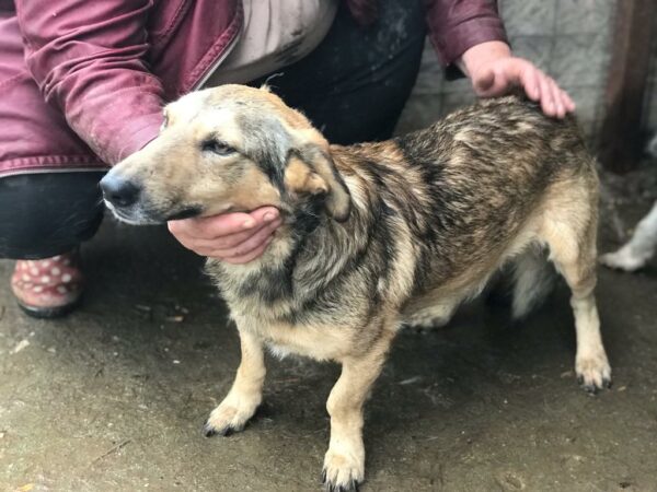FREDDI - reserviert Tierhilfe Lebenswert - vermittelt – Bild 3