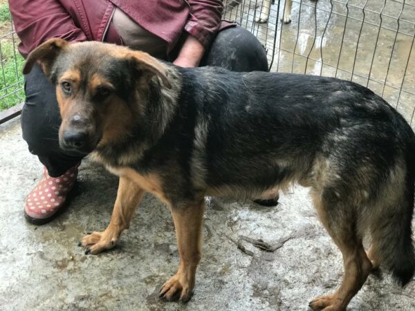 KALLE - reserviert Manuela vermittelt – Bild 5