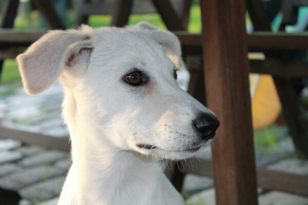 Josie in 27299 Etelsen – Bild 4