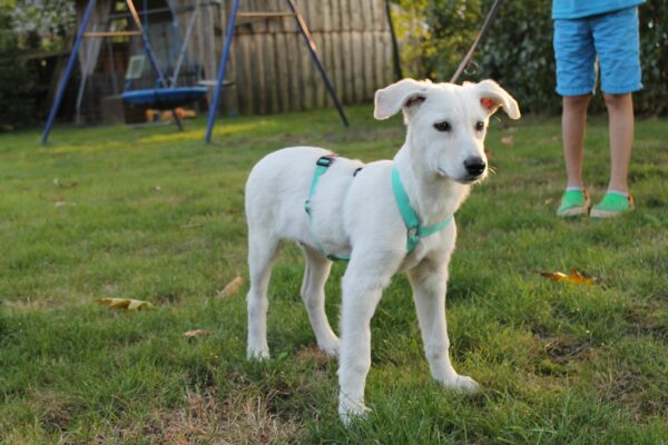 Josie in 27299 Etelsen – Bild 2